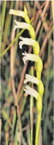  ?? FOTO: PR/SEPP BAUER ?? Die Sommer-Drehwurz ist eine einheimisc­he Orchideena­rt. Sie gilt als vom Aussterben bedroht.