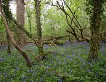  ?? DECLAN LITTLE ?? Old oak woodland in Charlevill­e, Co Offaly