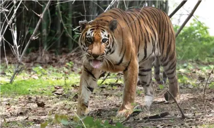  ??  ?? A tiger at a national park in Bhopal. Experts blame shrinking habitats and food shortages for the growing number of animal-human encounters. Photograph: Sanjeev Gupta/EPA