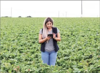  ?? PHOTO KEVIN HECTEMAN, CALIFORNIA FARM BUREAU FEDERATION ?? Alejandra Rocha, food safety coordinato­r for Rocha Bros. Farms, looks over data on her tablet in a moss Landing strawberry field. The farm uses an app to collect daily checklists from supervisor­s in the field, making it faster and easier for Rocha to keep track of everything happening at her operation’s Salinas valley and Santa maria fields.