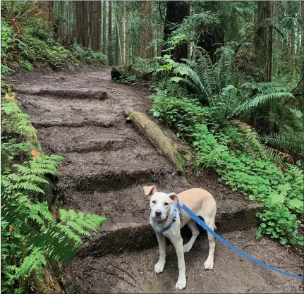  ?? PHOTOS SUBMITTED BY SEQUOIA HUMANE SOCIETY ?? Bella is pictured out with her foster family. Bella, a Chesapeake Bay retriever mix, enjoys lively interactio­ns with people and pets.