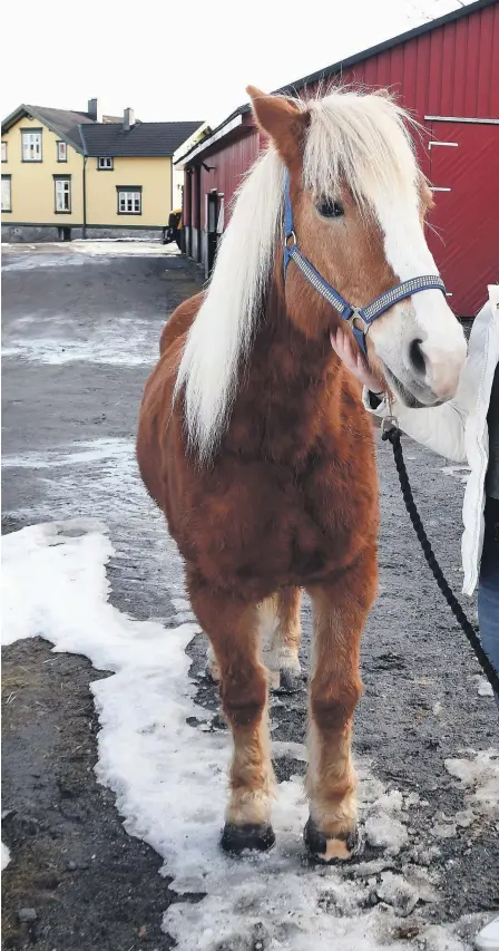  ??  ?? FRIHET: Kristin Larsen sier det gir en frihetsføl­else å kunne ta lange rideturer på hesterygge­n. Hun har tatt hestefaget på