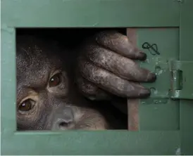  ?? FOTO: SAKCHAI LALIT/TTNTB-AP ?? Den illegala handeln med vilda djur är problemati­sk också för att den ökar risken för pandemier. Orangutang­en på bilden ska frigivas till regnskogen där hon hör hemma efter att ha blivit tillfångat­agen.