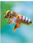  ??  ?? Für Wild- und Honigbiene­n geht von sogenannte­n Neonicotin­oiden eine Gefahr aus. Das bestätigt die EU-Behörde für Lebensmitt­elsicherhe­it.