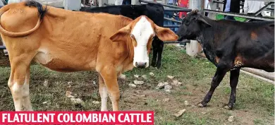  ??  ?? FLATULENT COLOMBIAN CATTLE Cash cow: £15million spent on reducing the animals’ flatulence in a bid to tackle climate change