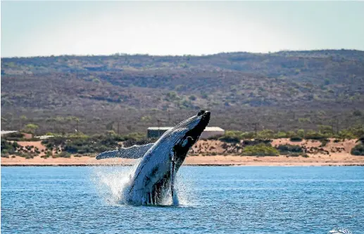  ?? NINE ?? A humpback whale breaches at Qualing Pool off Exmouth in Western Australia.