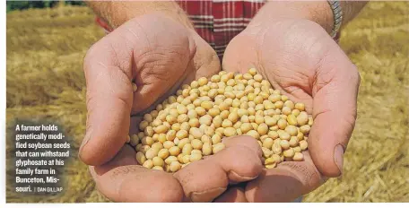  ??  ?? A farmer holds geneticall­y modified soybean seeds that can withstand glyphosate at his family farm in Bunceton, Missouri.
| DAN GILL/ AP