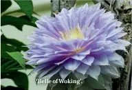  ??  ?? ‘Belle of Woking’.