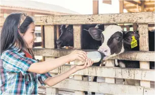  ??  ?? A girl feeds a cow at ThaiDanish Dairy Farm and Training Centre at Muak Lek district in Saraburi province. The farm welcomed 82,000 tourists in fiscal 2019.