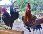  ??  ?? The bantam (right) compared to a regular-sized rooster