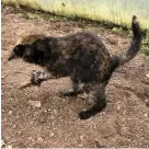  ?? Picture: Athwenna Irons ?? Pixie playing with her first ‘kill’ in the polytunnel – or so she thinks anyway!