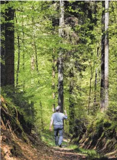  ?? FOTO: ROLAND RASEMANN ?? Eintreten und aufatmen: Das ist für Rudi Holzberger ein besonderer Moment bei einem Waldspazie­rgang.