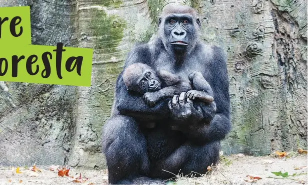  ?? © JEREMY D’ARBEAU ?? Una mamma con il suo piccolo (parco Nigeria)