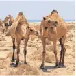  ?? FOTO: DPA ?? Ihr getrocknet­er Dung könnte die aktuelle Energiekri­se lösen: Kamele in der Wüste des Sultanats Oman.