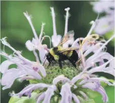  ?? JILL UTRUP, USFWS ?? La abeja Bombus affinis está en peligro en toda su área de distribuci­ón en Norteaméri­ca. /