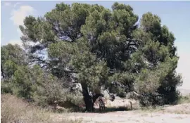  ?? Foto: Rathaus ?? Dieser alte Baum ist Kandidat für Orihuelas Katalog.