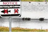  ??  ?? Turtles soak up the sun at Meadowbroo­k Park, where a sign warns visitors not to fish or catch crabs because of dioxins tainting the water.