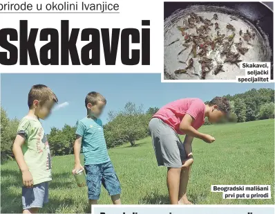  ??  ?? Skakavci,
seljački specijalit­et Beogradski mališani
prvi put u prirodi