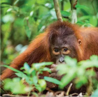  ?? ?? Activities for tourists in Sarawak include taking part in community-based orangutan conservati­on. Image: iStock.