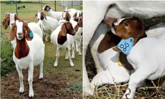  ??  ?? ABOVE LEFT Goats are herd animals – a solitary animal will quickly develop behavioura­l problems. ABOVE RIGHT Goats mate all year round. The ewes have on average 1,8 lambs and multiple births are common, including triplets.