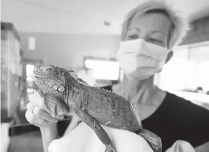  ?? Photos by Cliff Grassmick, Daily Camera ?? Ann- Elizabeth Nash holds Miles, a rescued iguana who needs a home. Miles was found clinging to a boat at Lake George. Colorado Parks and Wildlife rangers rescued him and brought him to Nash, executive director of Colorado Reptile Humane Society.