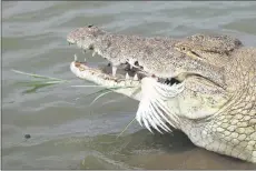  ?? ?? A crocodile eats a chicken in the ‘Caimans lake’ next to the former Houphouet-Boigny House in Yamoussouk­ro.