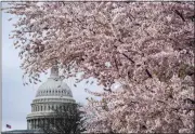  ?? J. SCOTT APPLEWHITE — THE ASSOCIATED PRESS ?? Cherry trees in full bloom frame the Capitol in Washington on Monday.