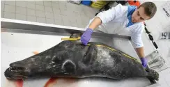  ?? Foto: dpa/Stefan Sauer ?? Untersuchu­ng einer toten Robbe im Meeresmuse­um Stralsund