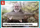  ??  ?? 4 A 10lb 9oz barbel from Surrey’s River Mole.