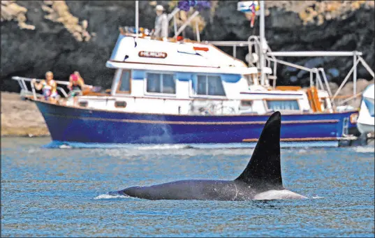  ?? Elaine Thompson The Associated Press ?? An orca swims past a recreation­al boat sailing just offshore in the Salish Sea in the San Juan Islands, Wash., in 2015. The U.S. Coast Guard has launched a pilot program to alert ships of whale sightings.