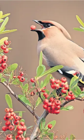  ?? ?? A waxwing savours berries on a pyracantha tree while hawthorn, right, provides the perfect home and food source for different creatures