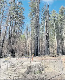  ?? COURTESY OF CALIFORNIA STATE PARKS ?? The headquarte­rs site after initial debris removal is seen on June 30 at Big Basin Redwoods State Park.