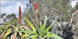  ?? COURTESY OF BRIAN KEMBLE ?? The cone-shaped Aloe speciosa flower cluster is often all red at the bud stage, but as the flowers get ready to open, beginning at the bottom, they change to white.