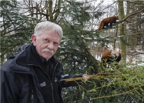  ?? Bild: LASSE EDWARTZ ?? BAMBUBJÖRN. Även om den röda pandan är ett rovdjur, äter den mest bambu, som på bilden. Det händer dock att den fångar en och annan fågel, berättar Christer Larsson.