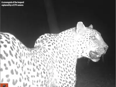  ??  ?? A screengrab of the leopard captured by a CCTV camera