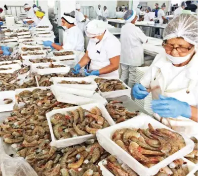  ?? ?? SITIO.
México es el segundo productor de captura y siembra del crustáceo en América Latina.