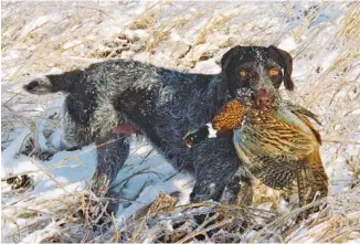  ?? KEITH KEMMER PHOTO VIA AP ?? Tess, a champion German wirehaired pointer, is shown during a pheasant hunt on New Year’s Day in 2007, near Enderlin, N.D. While it’s natural to miss our old hunting dogs after they’re gone, maybe we should give our current dogs a break instead of comparing everything they do to those super dogs of days past, writes outdoors columnist Larry Case.