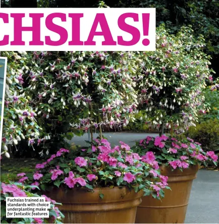  ??  ?? Fuchsias trained as standards with choice underplant­ing make for fantastic features