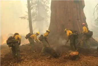  ?? — AFP photo ?? Firefighte­rs dig a fireline around a Giant Sequoia as the Windy fire burns along the Trail of 100 Giants in the Sequoia National Forest, near Ponderosa, California.