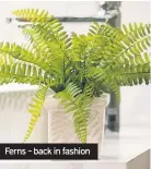  ??  ?? Ferns – back in fashion