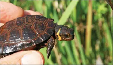  ?? PHOTOS BY ERIK KIVIAT—HUDSONIA ?? A bog turtle photograph­ed in Dutchess County.