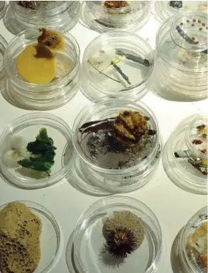  ??  ?? Suzanne Anger (1946), Genetic Seed Bank (2012, installazi­one), courtesy dell’artista