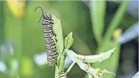  ?? NEWPORT DAILY NEWS FILE PHOTO ?? Monarch caterpilla­rs are indeed “very hungry,” and the only thing they eat is milkweed.