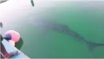  ?? Courtesy Martin Feustel ?? A four-metre whale shark caused a commotion after it was spotted near Jumeirah Fisherman’s Harbour, Dubai.