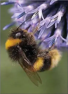  ??  ?? The Buff-tailed Bumblebee is our commonest bumblebee and is active at present.