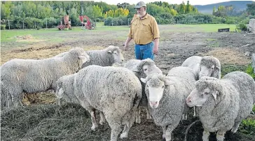  ??  ?? POSITIVE OUTLOOK: Sheep farming in the Eastern Cape is healthy, with reports of a high demand for wool