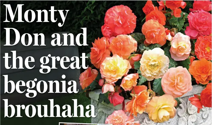  ??  ?? Saying it bright and loud: Begonias brighten up thousands of our gardens