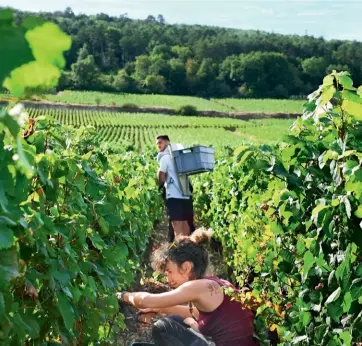  ??  ?? Harvesting grapes at Domaine Drouhin-Laroze.