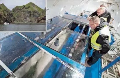  ??  ?? Two beluga from Shanghai’s Changfeng Ocean World arrive by plane in Iceland on Wednesday to live in the Sea Life Trust Beluga Whale Sanctuary (inset) off Iceland’s southern coast. — Reuters