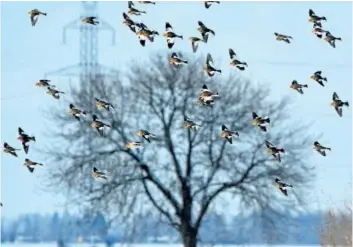  ?? MICH MACDOUGALL/SPECIAL TO POSTMEDIA NEWS ?? Snow buntings breed in Canada’s Arctic archipelag­o but through the winter flocks of these dramatical­ly coloured and highly social birds can be seen across Southweste­rn Ontario foraging for grain and picking at grit on country roads.